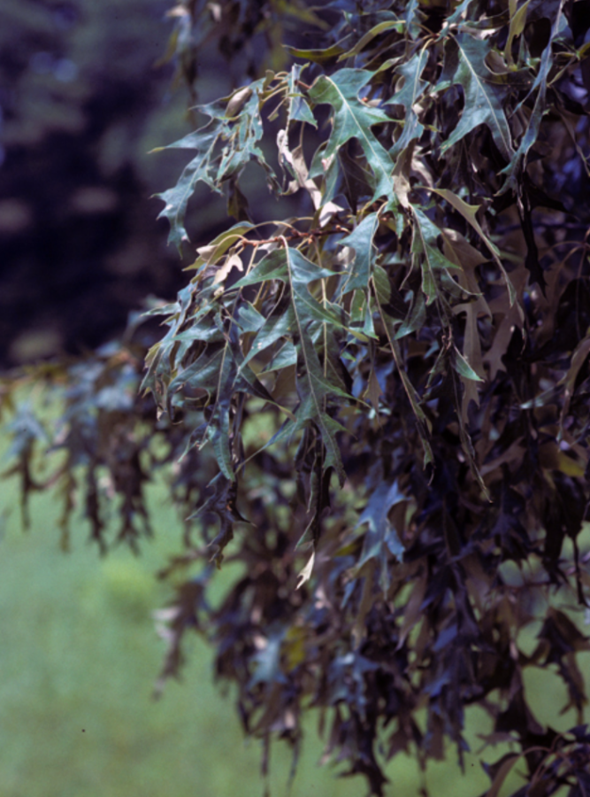 Southern Red Oak MSD southern-red-oak-msd